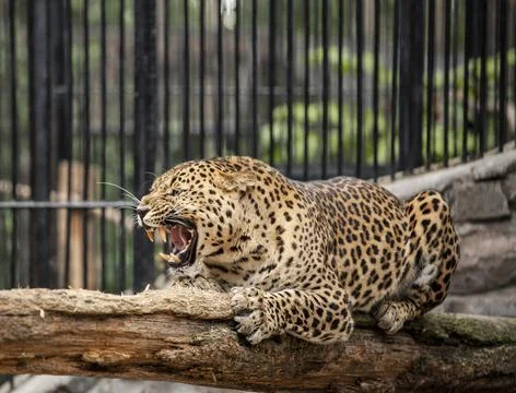 An angry, snarling lleopard Stock Photos