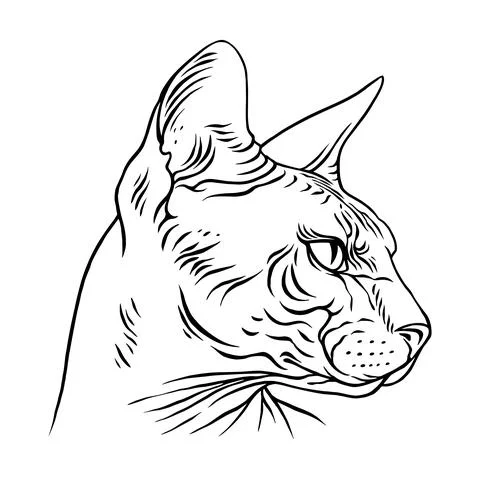 Angry Sphinx cat portrait 库存插图