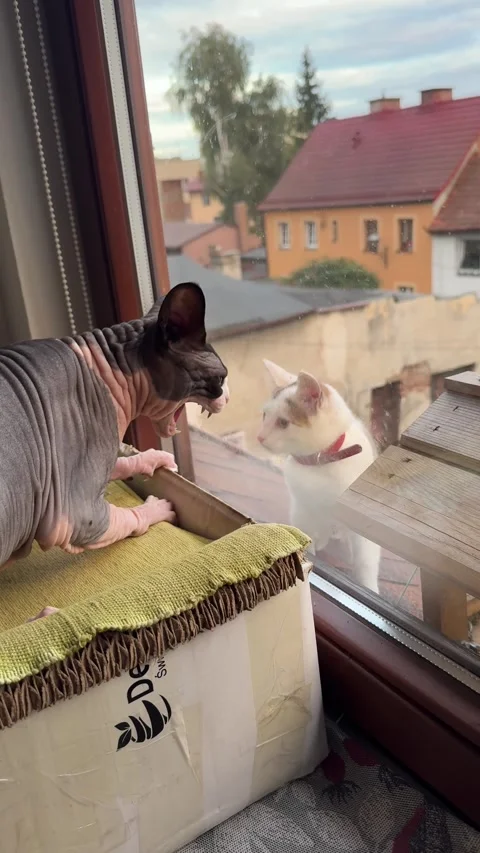 Angry sphynx cat yelling at white cat behind window indoors Stock Footage 317186395