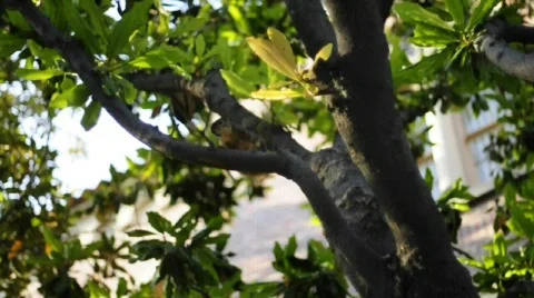 Angry Squirrel Stock Footage