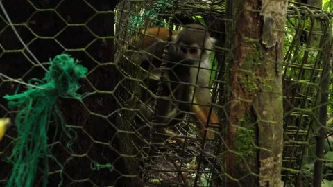 A angry squirrel monkey that has been put in a small cage and is begging for Stock Footage 142747738