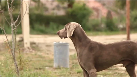 Angry Stray Dog Marking Territory And Heading Towards People In The Background Video stock 152575710