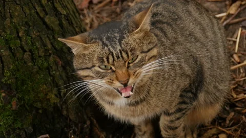 Angry striped gray cat Stock Footage 144948472
