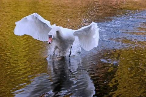 Angry swan attacking Stock Photos