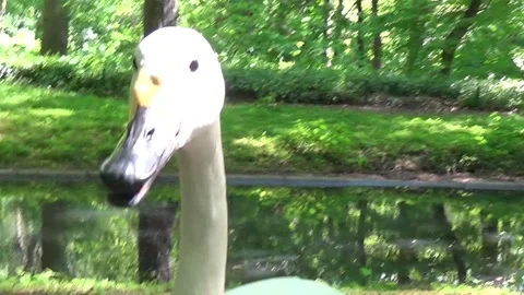 Angry Swan Attacks Videographer Video stock 147724104