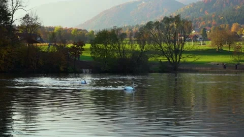 Angry swan chasing another swan away in pristine alpine lake Stock Footage 170492997