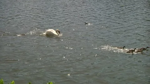 Angry swan chasing ducks Stock Footage 11150488