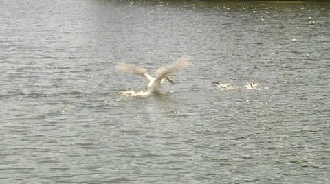Angry Swan Video stock 11152472