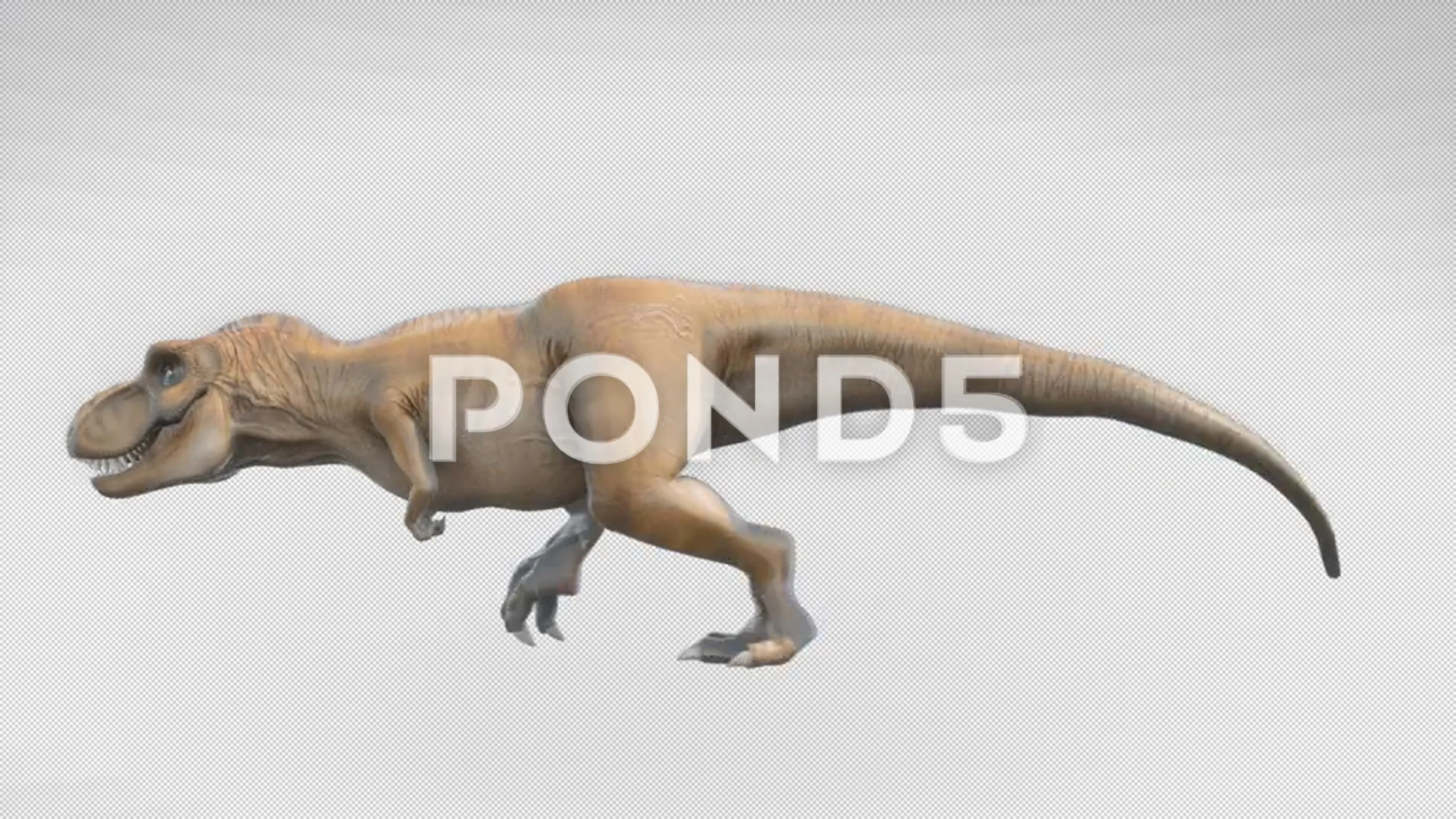 Animate Running Dinosaur Tyrannosaurus Rex 3d Stock Footage Video (100%  Royalty-free) 1012228994