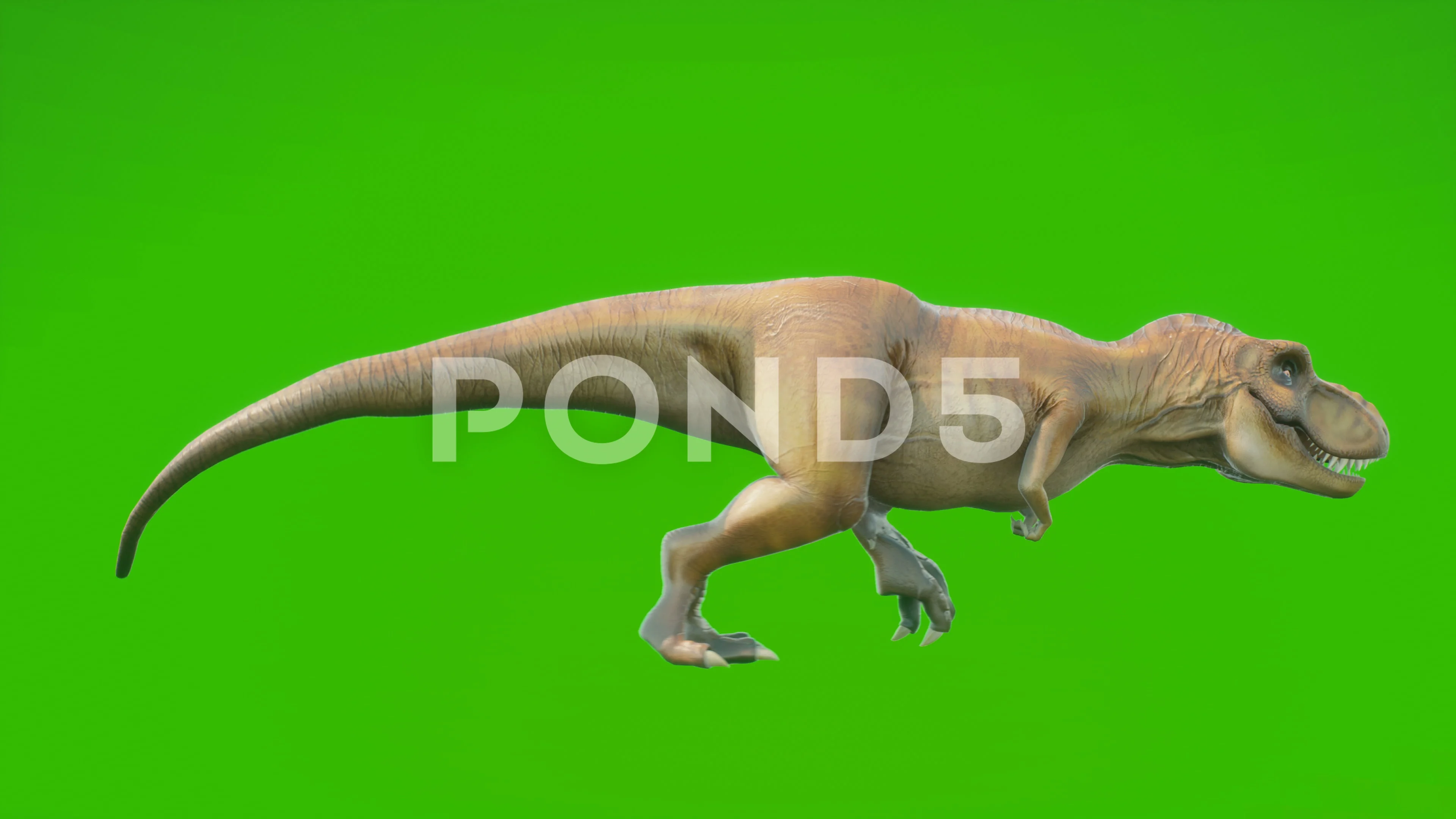 Angry T-Rex dinosaur runs in a looping s, Stock Video