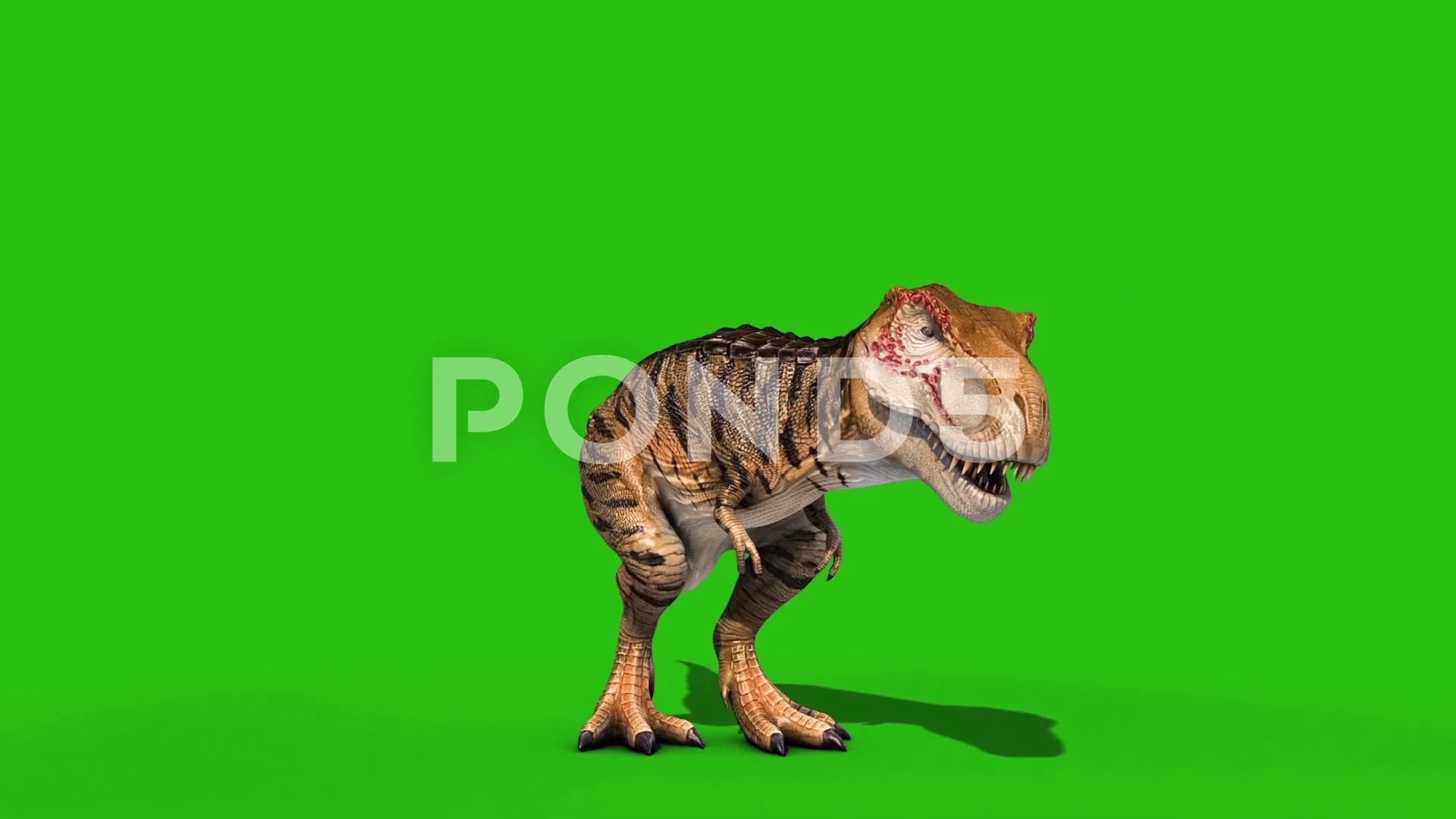 Angry T-Rex dinosaur runs in a looping s, Stock Video