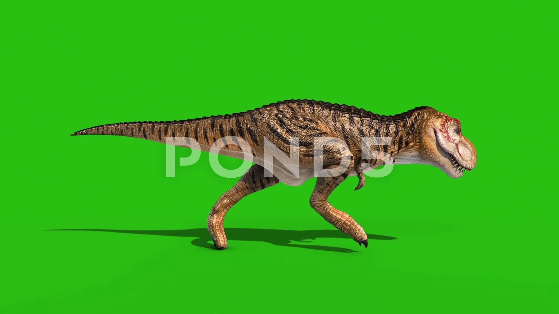 Angry T-Rex Runcycle Green Screen Close , Stock Video