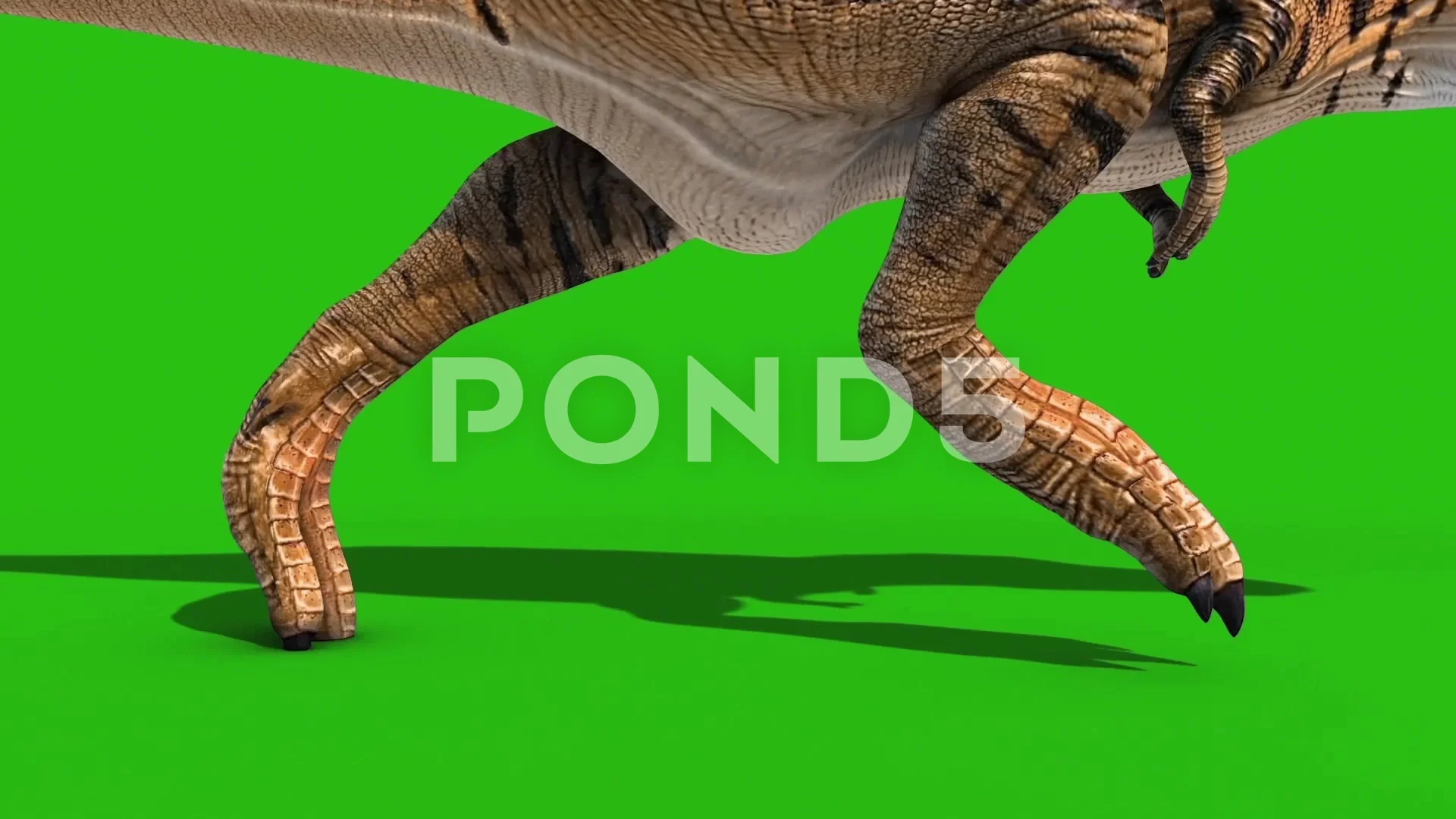 Angry T-Rex dinosaur runs in a looping s, Stock Video