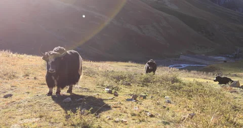Angry tibet yak glaring at the camera on winter high altitude prairie Stock Footage 144422446