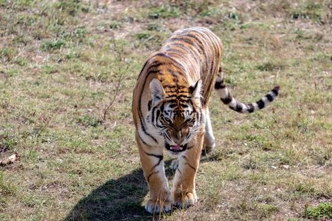 Angry tiger goes to the camera. View from above. Stock Photos