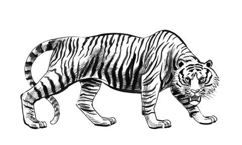 Angry tiger Illustrazione stock