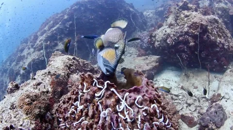 Angry titan triggerfish Stock Footage 58310630