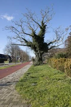 A angry tree in the Netherlands. Stock Photos