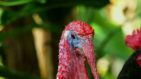 Angry turkey bird in the nature full hd.... | Stock Video | Pond5