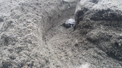 Angry turtle Stock Footage 106369905