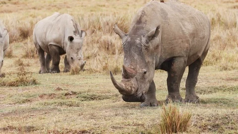 Angry White Rhino Shows Aggression 스톡 동영상 104989179