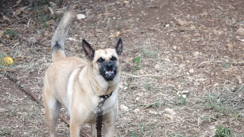 Angry wolf hound Stock Footage 97779087