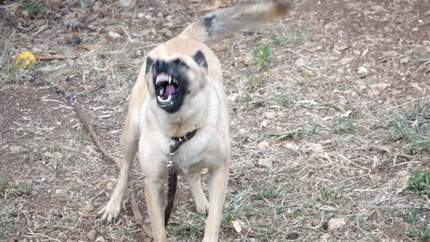 Angry wolf hound3 Stock Footage 97778933