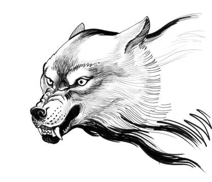 Angry wolf Stock Illustration