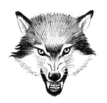 Angry wolf Stock-Illustration