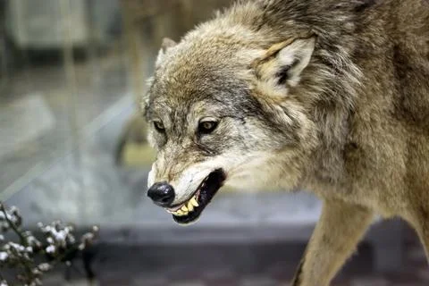 Angry wolf Foto stock