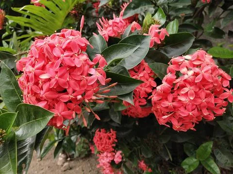 Angsoka flower Stock Photos