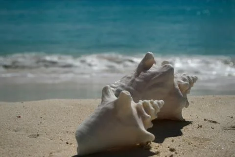 Anguilla has Conch Shells on the beach	 스톡 사진