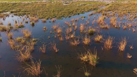 Angular Aerial Drone Flyover of Marsh Wetland Landscape Stock Footage 344867442