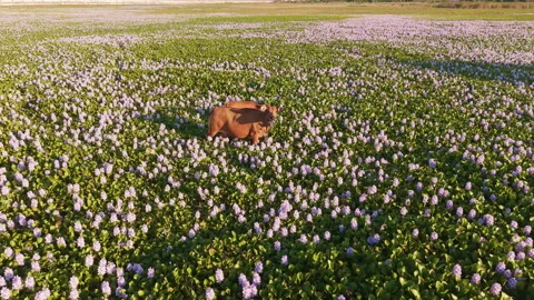 Angular Aerial Drone Flyover of Marsh Wetland With Grazing Cow Stock Footage 344872644