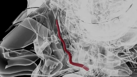 Angular artery is an artery of the face Stock Footage 246537086