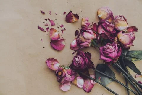 Angular composition of dry roses, scattered dead bouquet, vent style Stock Photos