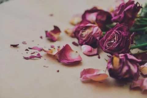 Angular composition of dry roses, scattered dead bouquet, vent style Stock Photos