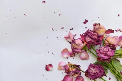 Angular composition of dry roses, scattered dead bouquet, vent style Stock Photos