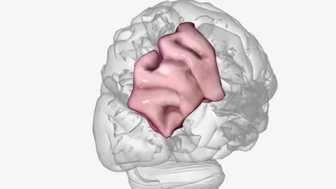The angular gyrus is a region of the brain in the parietal lobe, that lies near 스톡 동영상 271033827