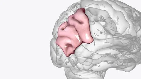 The angular gyrus is a region of the brain in the parietal lobe, that lies .. Illustrazione stock