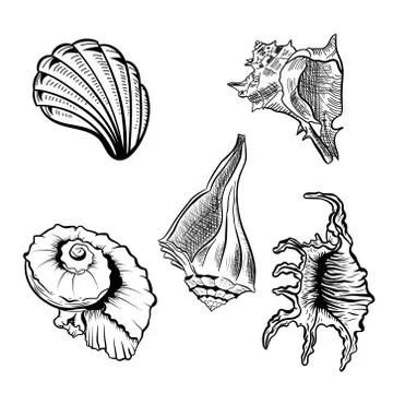 Angular murex seashell hand drawn vector set. Stock Illustration