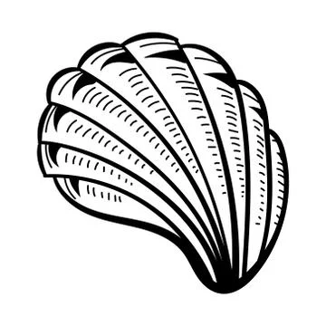 Angular murex seashell hand drawn illustration Stock Illustration