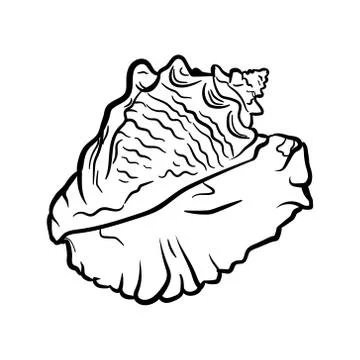 Angular murex seashell hand drawn illustration Illustrazione stock