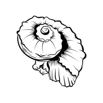 Angular murex seashell hand drawn illustration Stock Illustration