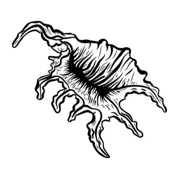 Angular murex seashell hand drawn illustration Stock Illustration