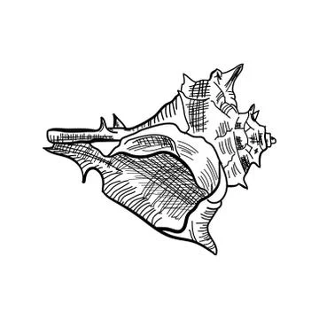 Angular murex seashell hand drawn illustration Stock Illustration