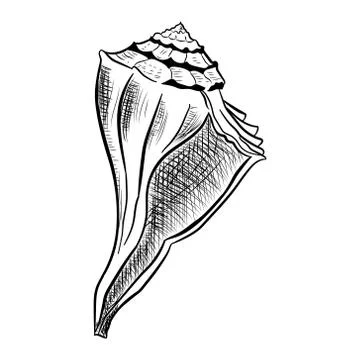 Angular murex seashell hand drawn illustration Stock Illustration