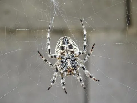 Angular Orbweaver spider (Araneus angulatus) Fotos de archivo