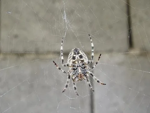Angular Orbweaver spider (Araneus angulatus) 写真素材