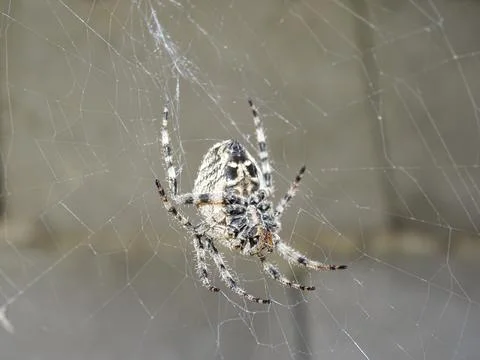 Angular Orbweaver spider (Araneus angulatus) Photos